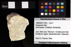 Foto (Objket + Etiketten) von Decapoda indet. 